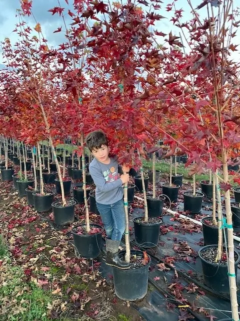 A young boy standing among red autumn trees in the nursery