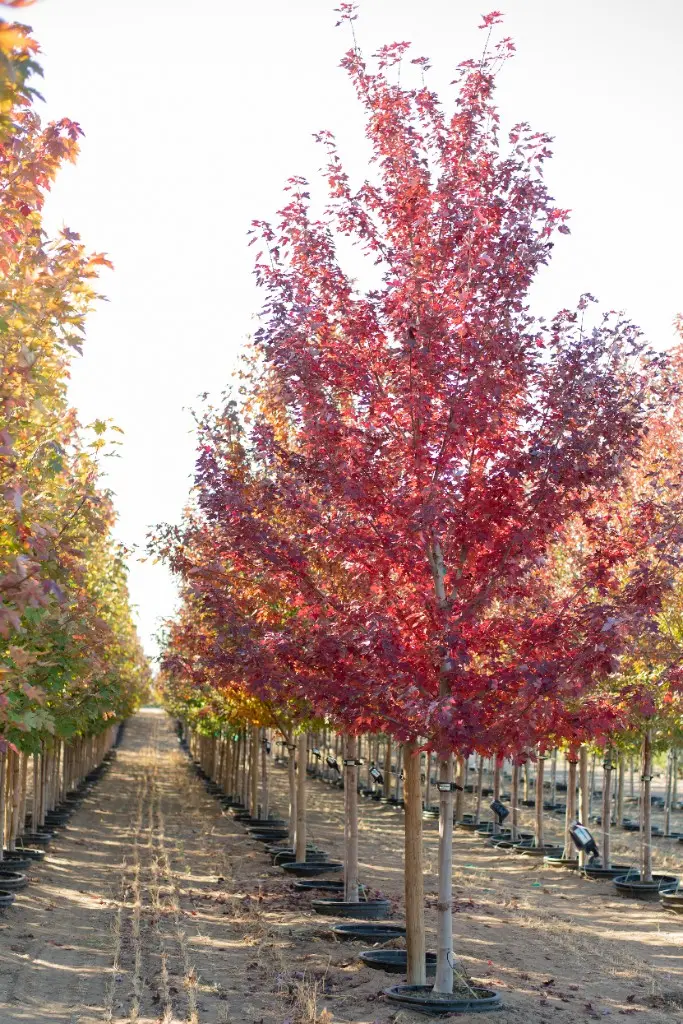 Maple tree in brilliant red and pink fall color along a nursery row