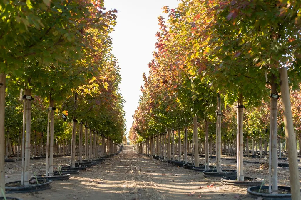 Looking down a dirt path between rows of maples in early fall color