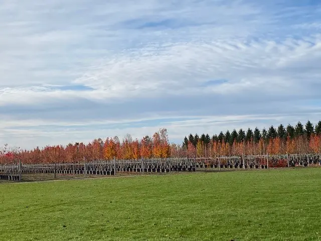 Wide view of container tree rows glowing with fall color