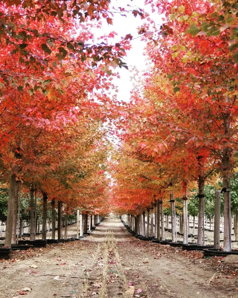 Autumn canopy forming a tunnel over a nursery path