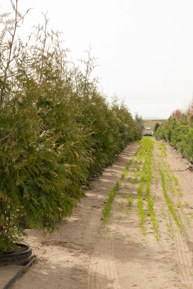 Rows of tall arborvitae ready in black nursery pots