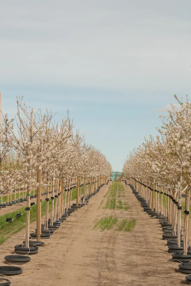 Long rows of white-blossomed trees stretching into the distance