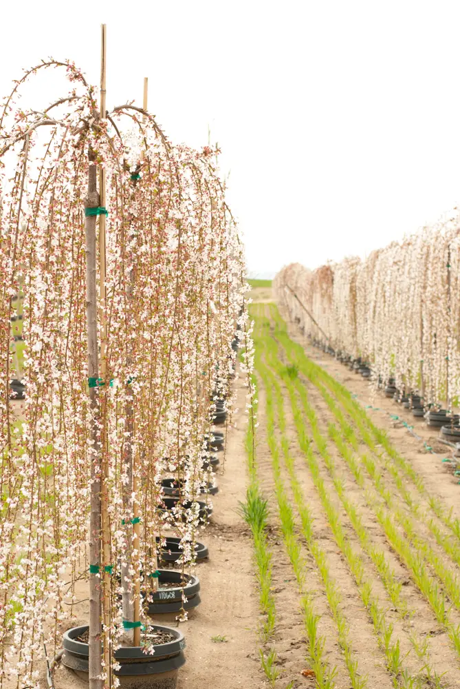 Weeping trees in white and pink bloom along a nursery aisle