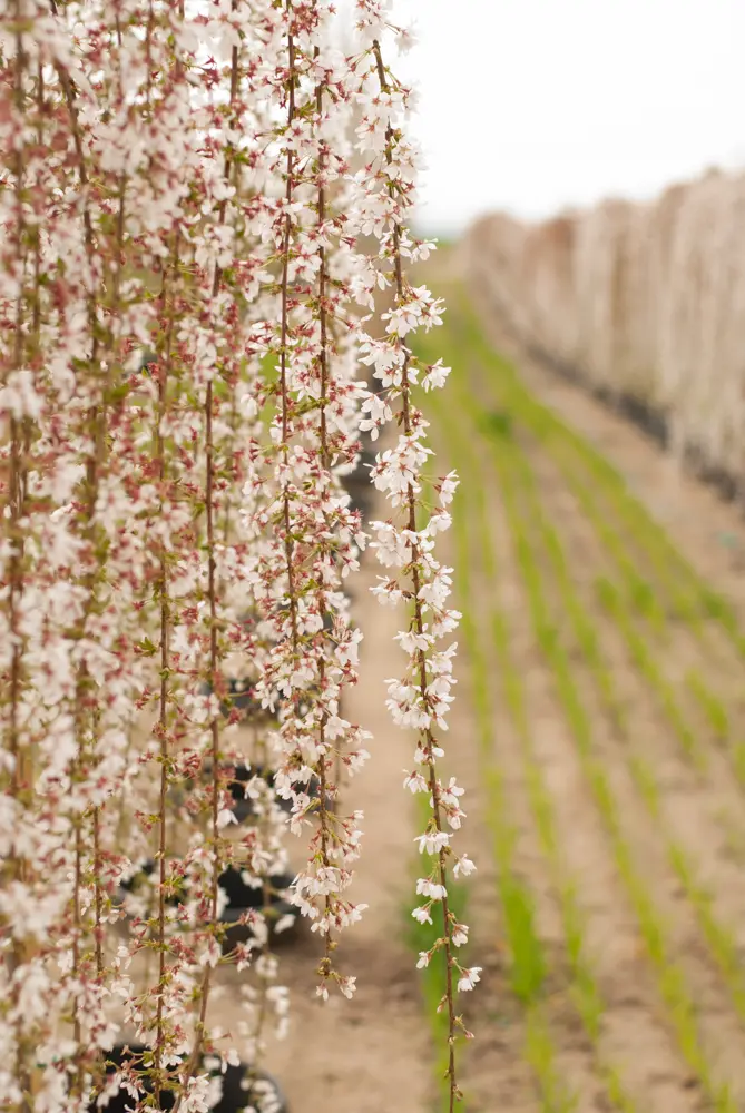 Weeping cherry branches heavy with pale pink blossoms