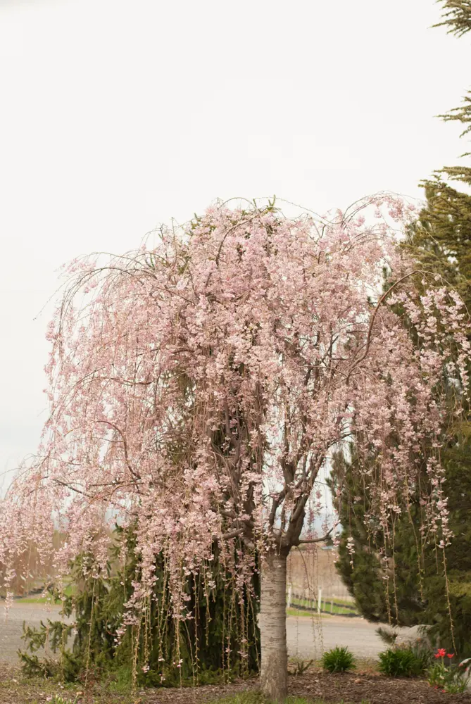 Weeping cherry in full pale-pink bloom near evergreen trees