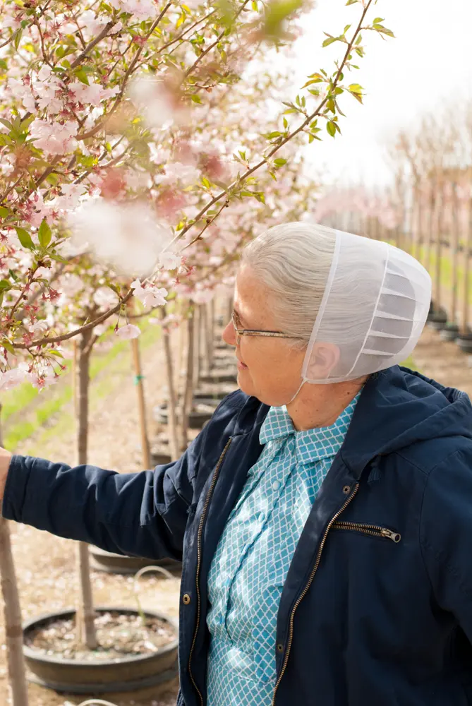 Sandra admiring pink blossoms on a young nursery tree