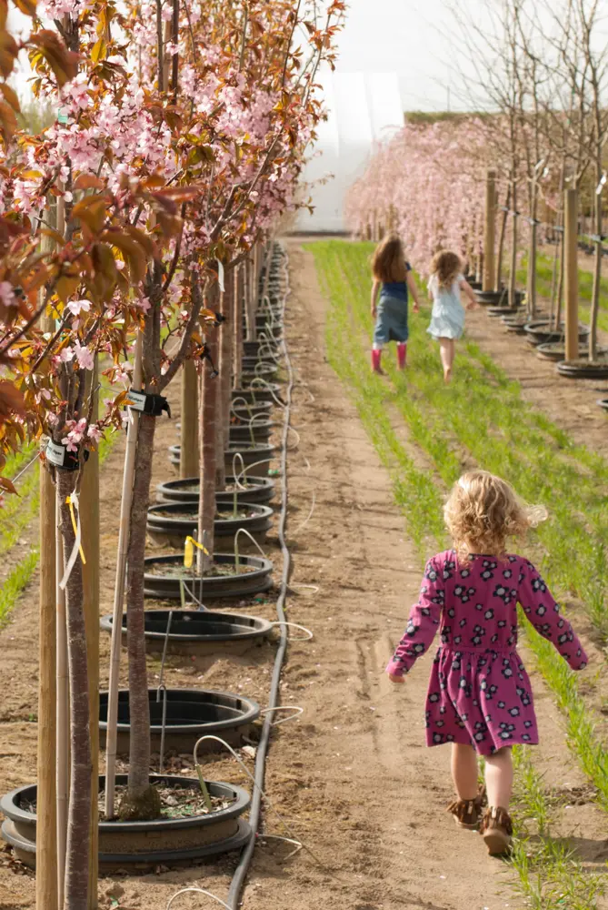 Girls walking and running down a path between pink flowering trees