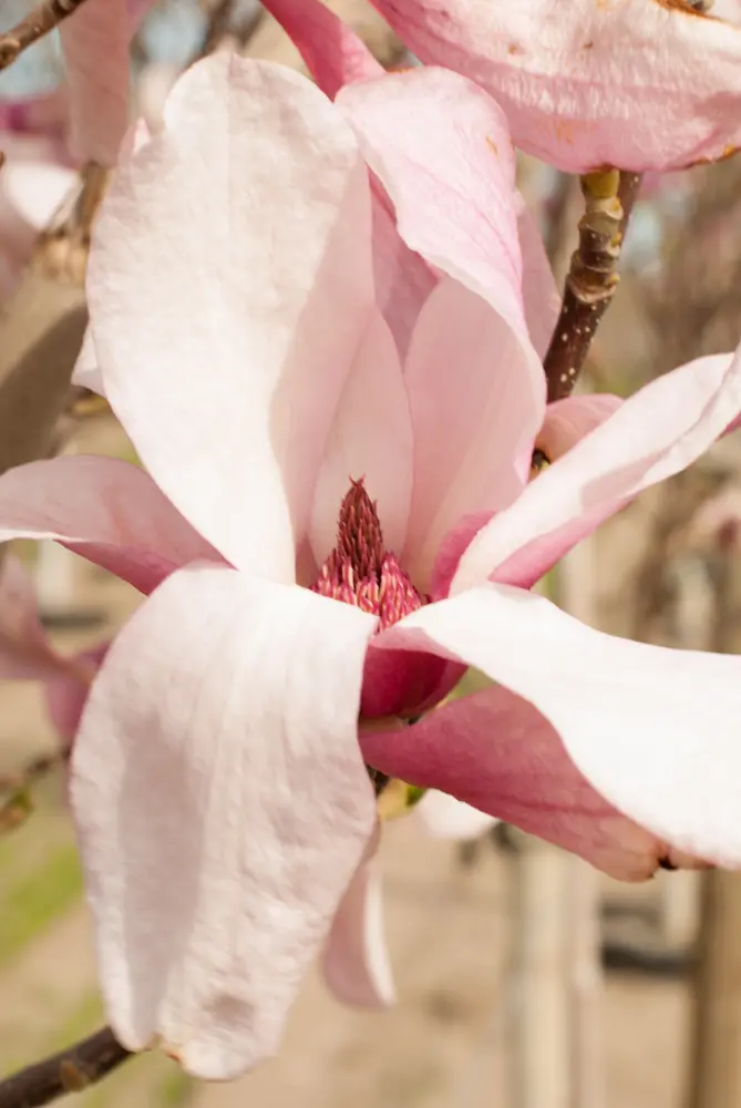 Pink saucer magnolia bloom in close detail