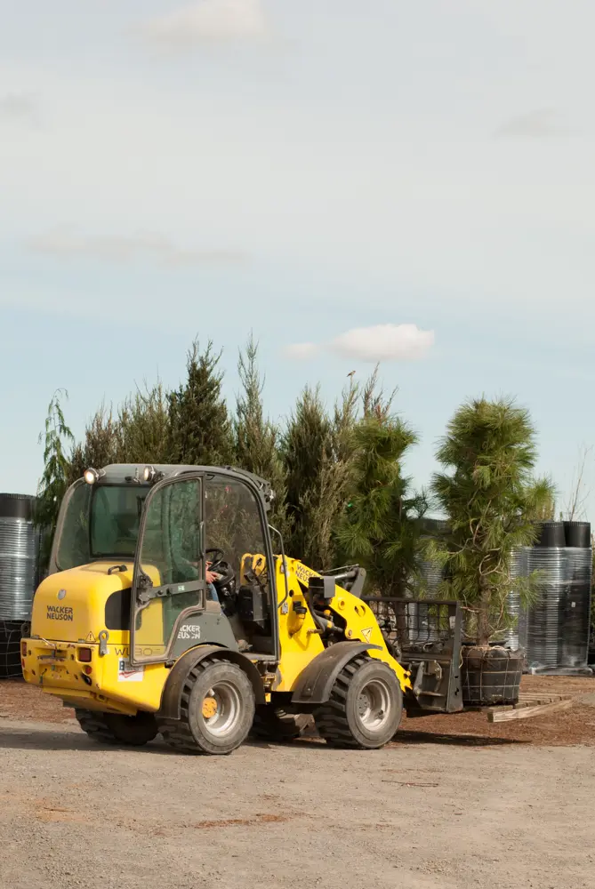 Yellow loader carrying a large evergreen tree on a pallet