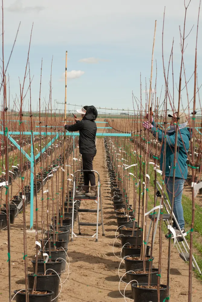 Two crew members on ladders staking young trees in the field