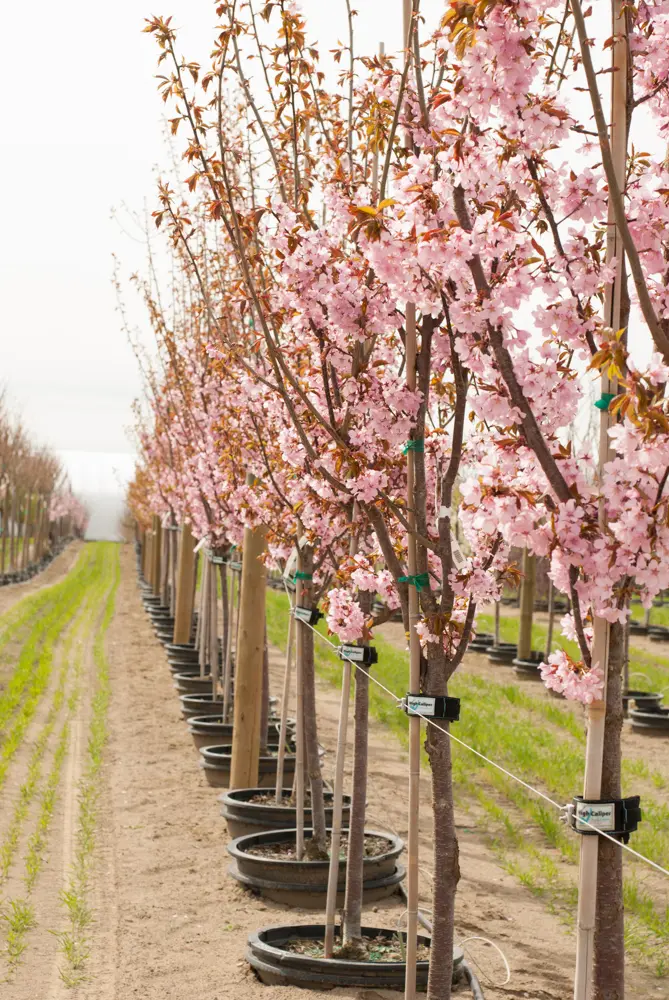 Long row of pink flowering trees on the High Caliper system