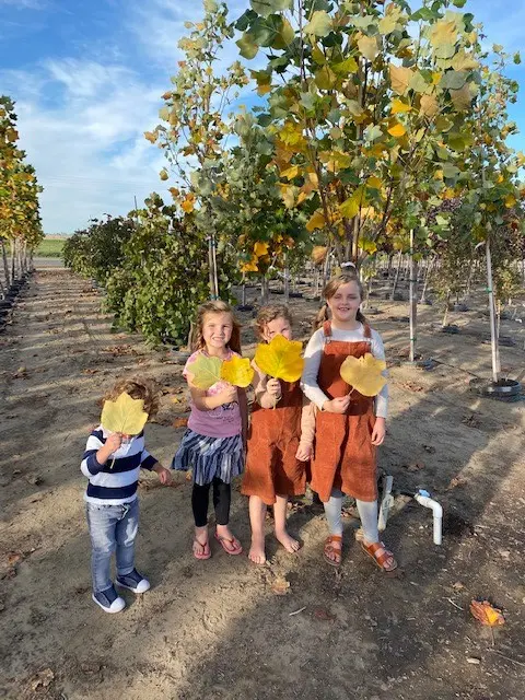 Four children holding large yellow fall leaves among the tree rows